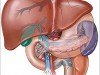 Hepatitis C vírus vérrel, szövetnedvekkel terjedhet.